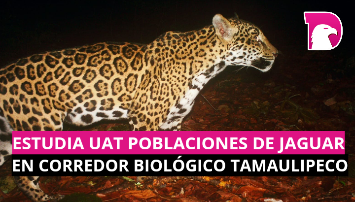  Estudia UAT poblaciones de jaguar en corredor biológico tamaulipeco