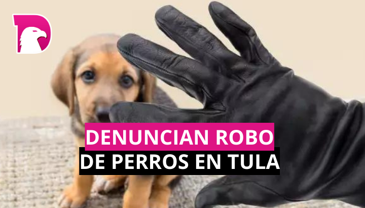  Denuncian robo de perros en Tula