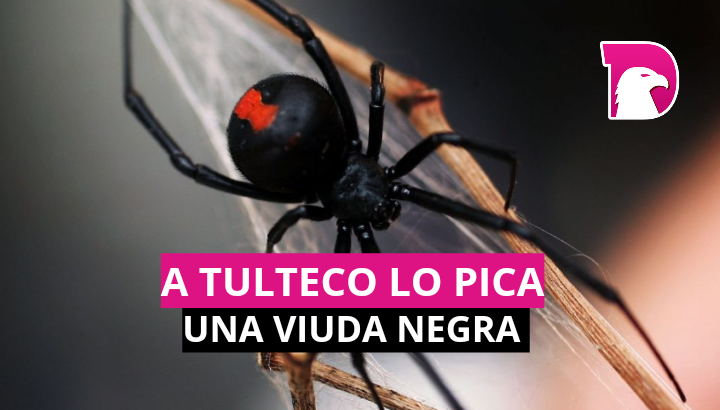  A tulteco lo pica una viuda negra