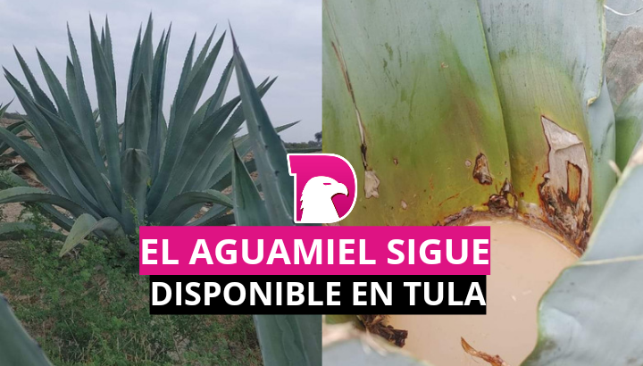  El aguamiel sigue disponible en Tula