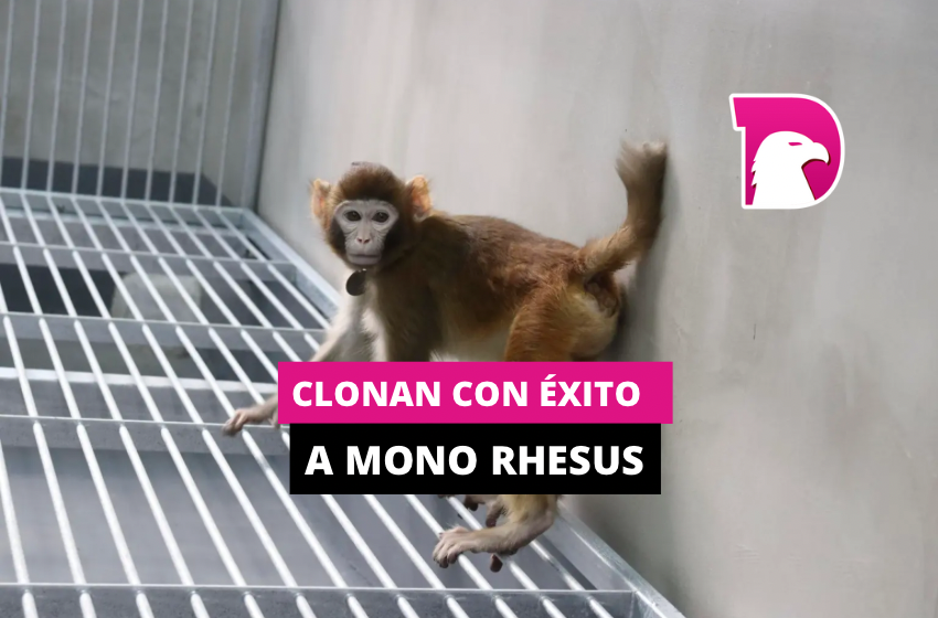  Clonan con éxito a mono rhesus