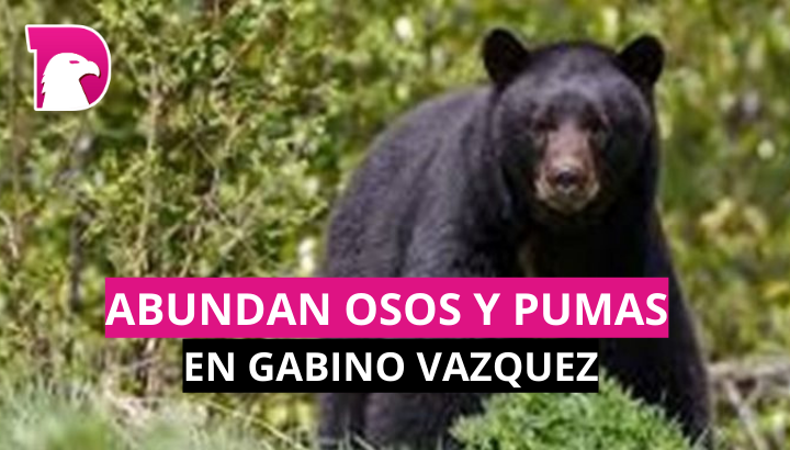  Abundan osos y pumas en Gabino Vázquez