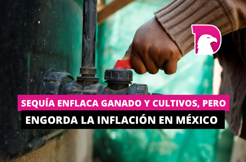  Sequía enflaca ganado y cultivos, pero engorda la inflación en México