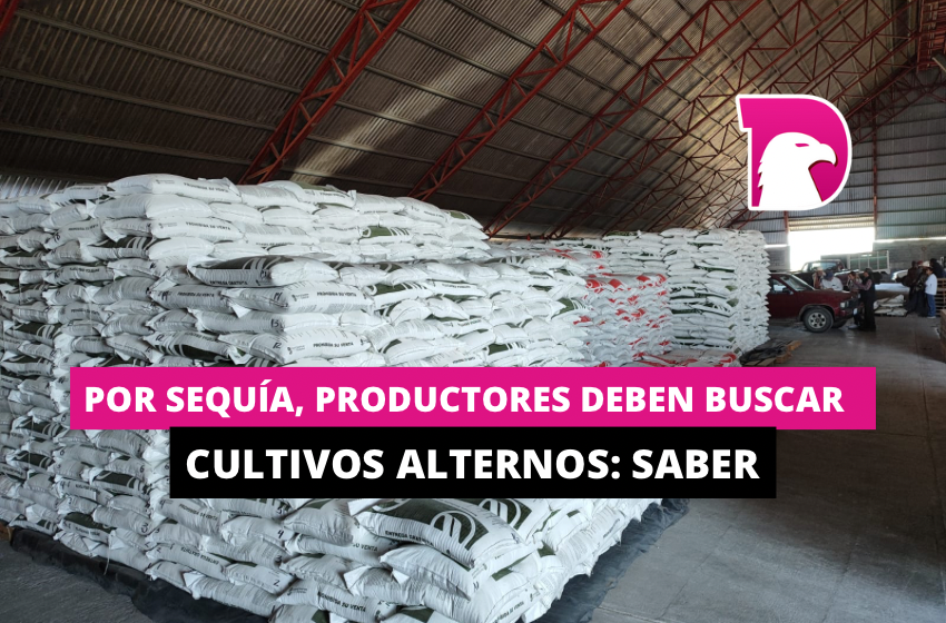  Por sequía, productores deben buscan cultivos alternos: Saber