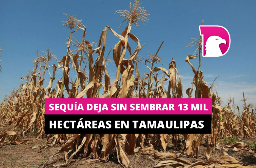  Sequía deja sin sembrar 13 mil hectáreas en Tamaulipas