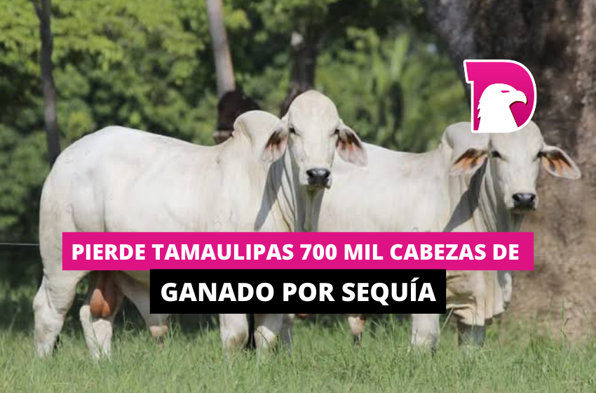  Pierde Tamaulipas 700 mil cabezas de ganado por sequía