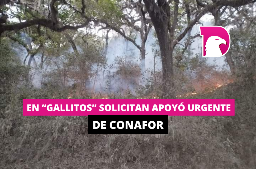  En “Gallitos” solicitan apoyo urgente de CONAFOR
