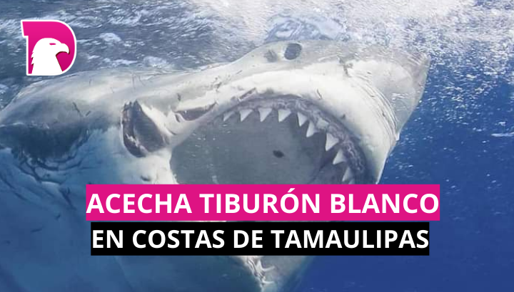  Acecha tiburón blanco en costas de Tamaulipas
