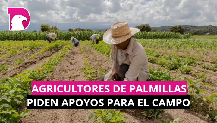  Agricultores de Palmillas piden apoyos para el campo