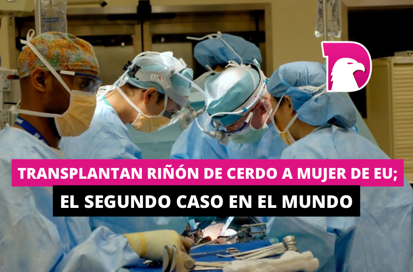  Transplantan riñón de cerdo a mujer de EU; el segundo caso en el mundo