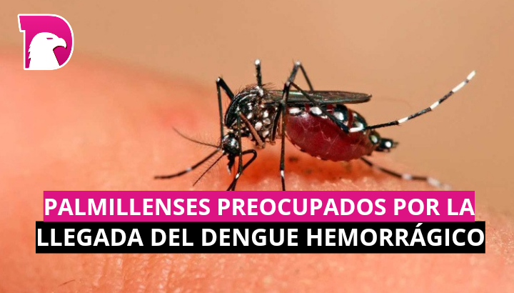  Palmillenses preocupados por la llegada del dengue hemorrágico