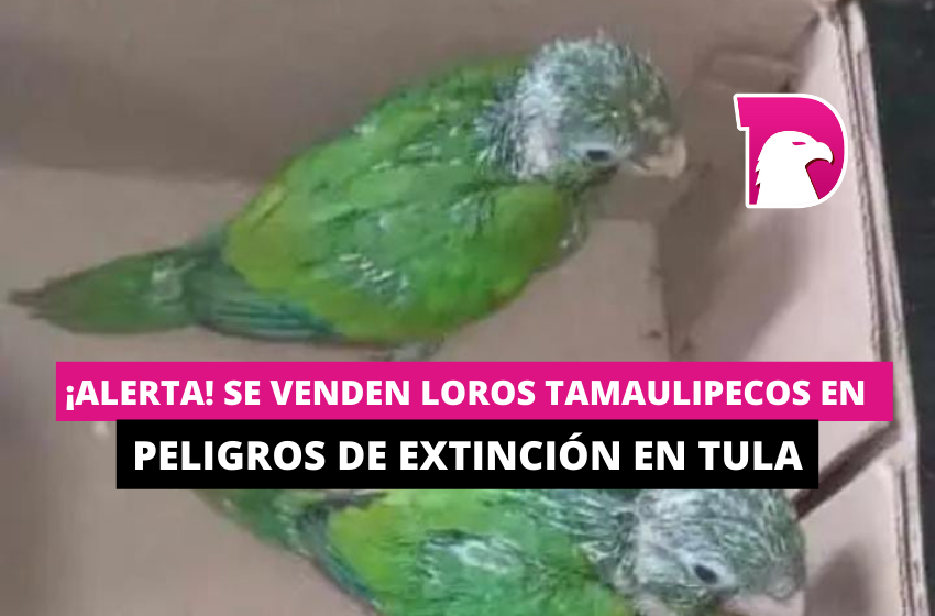  ¡Alerta! Se venden loros tamaulipecos en peligro de extinción en Tula