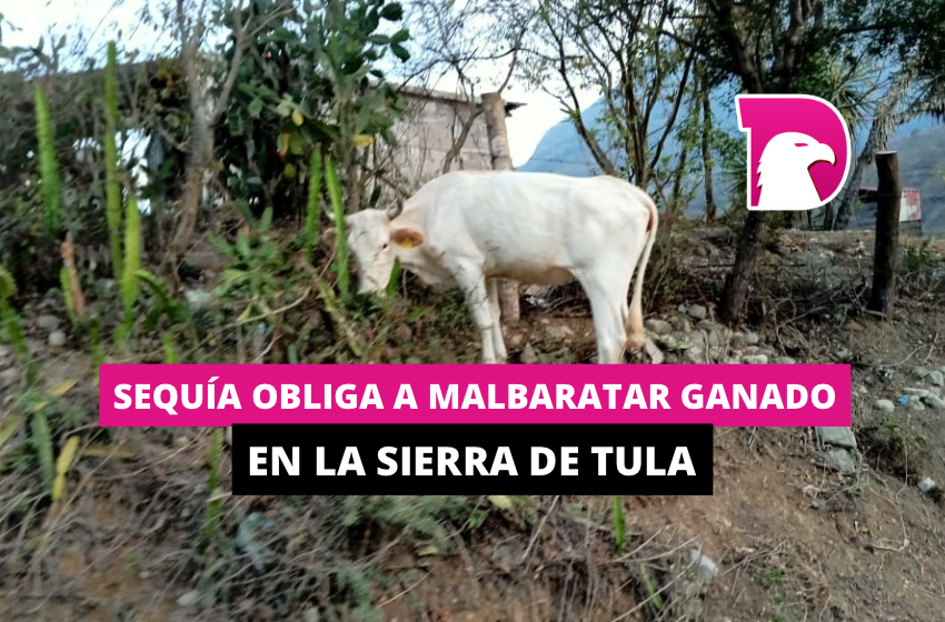  Sequía obliga a malbaratar ganado en la Sierra de Tula