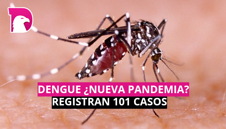  Dengue, ¿nueva pandemia? Registran 101 casos