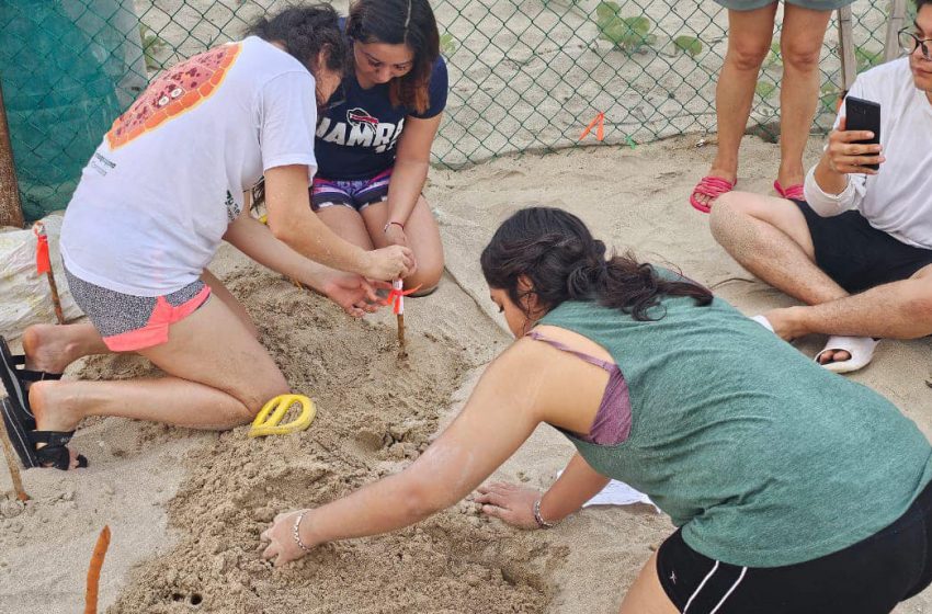  Colabora la UAT en el proyecto de conservación de la tortuga lora