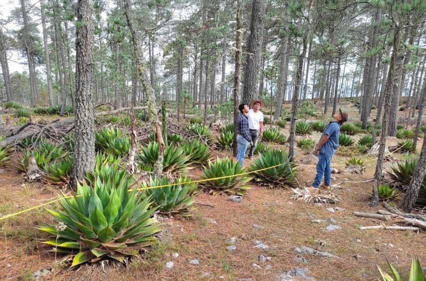  Busca la UAT preservar la genética de especies de maguey