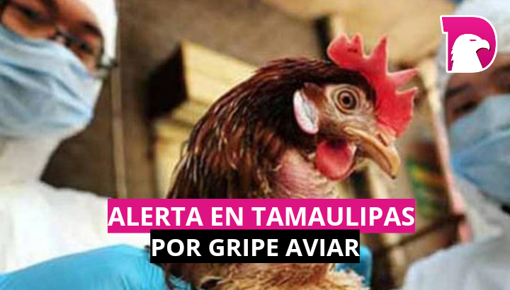  Alerta en Tamaulipas por gripe aviar