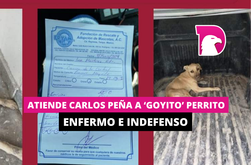  Atiende Gobierno de Reynosa a ‘Goyito’, perrito enfermo e indefenso