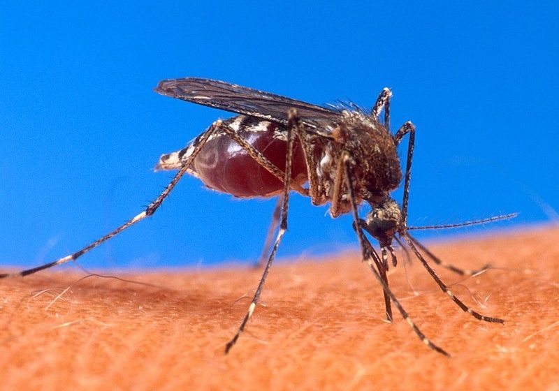  Alerta por 203 casos de dengue