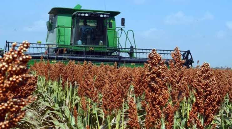  Cosechará Tamaulipas 1.7 toneladas de sorgo