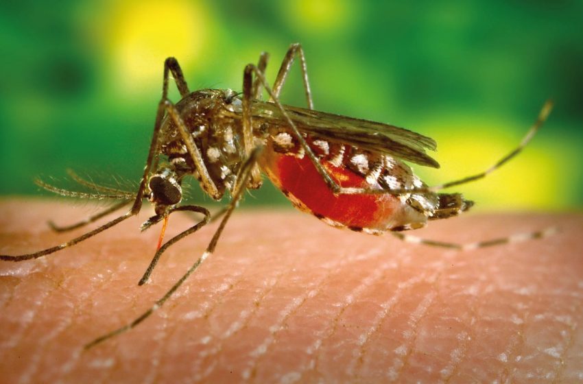  Dengue aumentará 600%