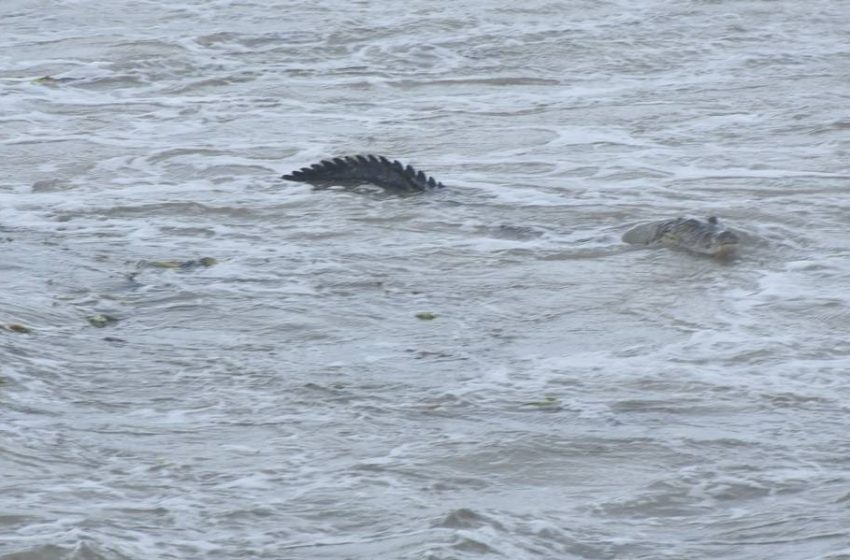  En Tamaulipas, turistas deben tener cuidado con cocodrilos y tiburones