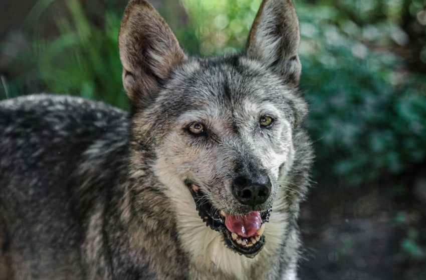  ¿Te quedas en Victoria? Zoológico de Tamatán tiene más de 100 especies para conocer