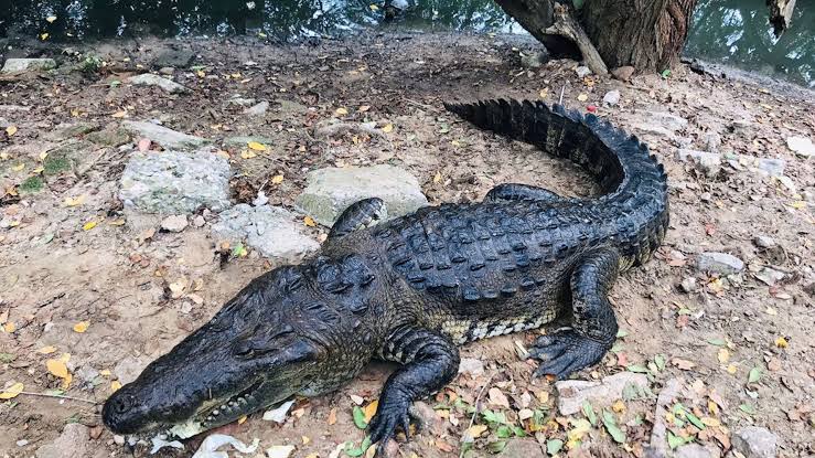  Quieren reubicar cocodrilos de Tampico a la Presa Vicente Guerrero