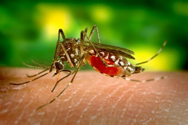  Buscan erradicar el dengue en Tamaulipas