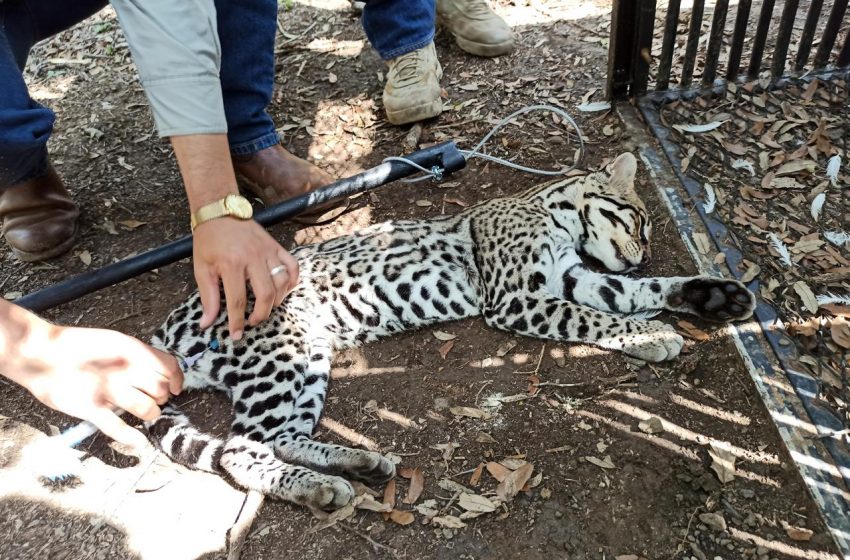  Realiza la UAT un estudio para la protección del ocelote en Tamaulipas