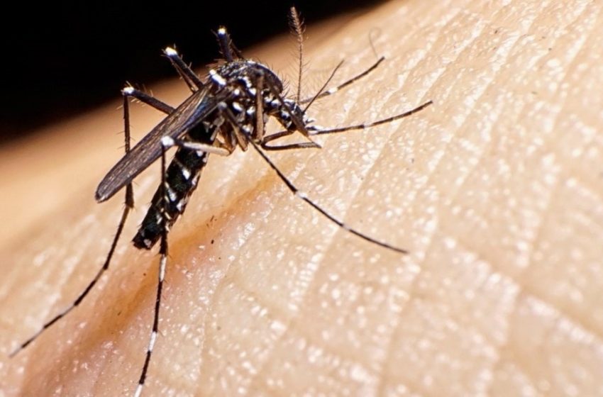  Mueren 2 por dengue en Tamaulipas