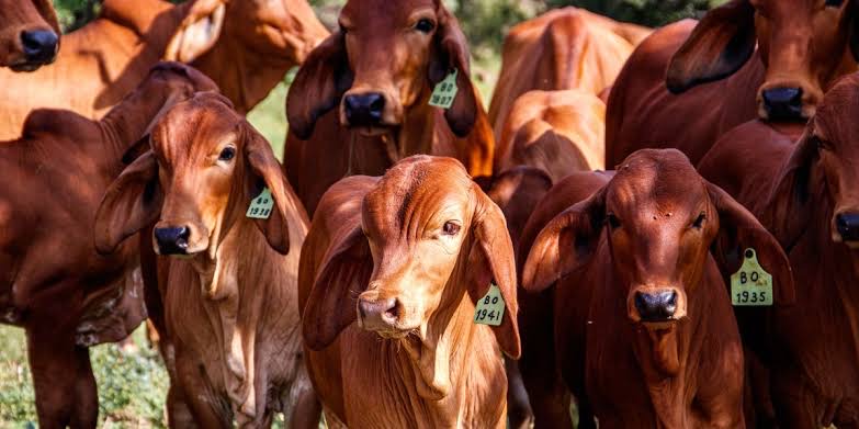  Cayó la exportación de ganado tamaulipeco