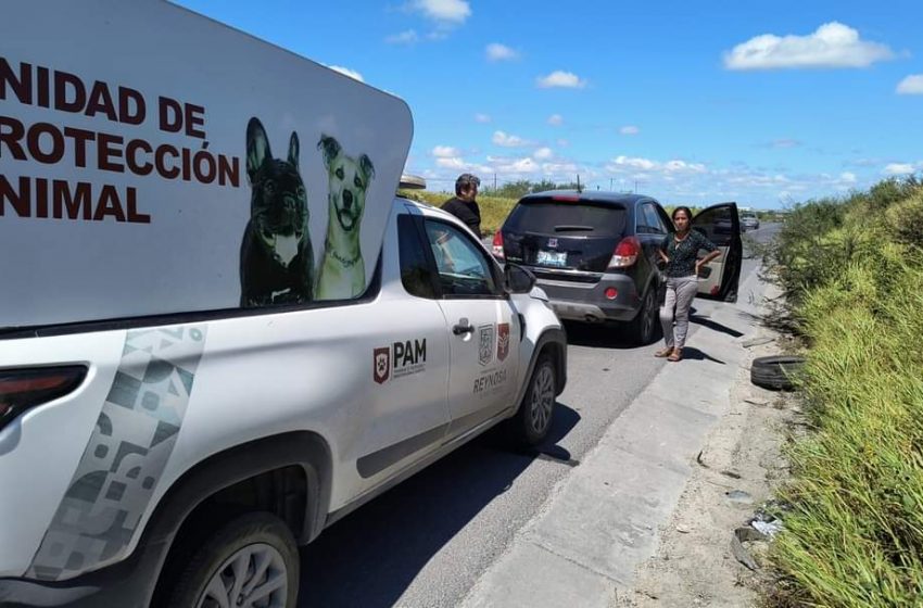  Lograron ciudadana compasiva y Gobierno de Reynosa rescate de animal de compañía