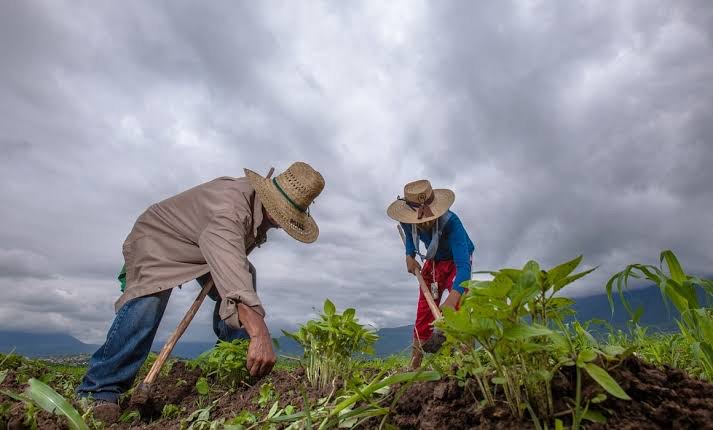  Aumento del dólar “arma de doble filo” para agricultores