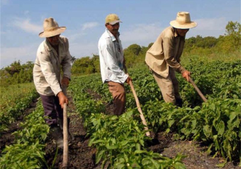  Campesinos se hacen viejos y se endeudan para continuar sembrando