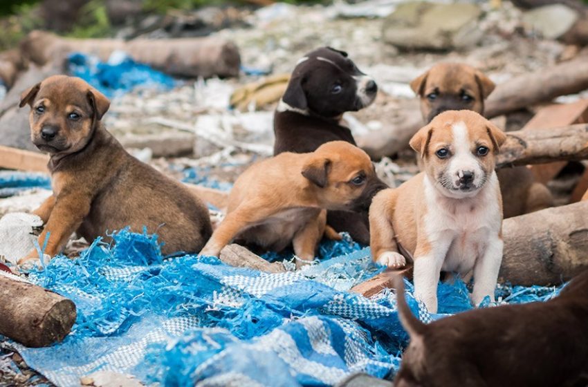  Crece la población de perros sin hogar en Tula