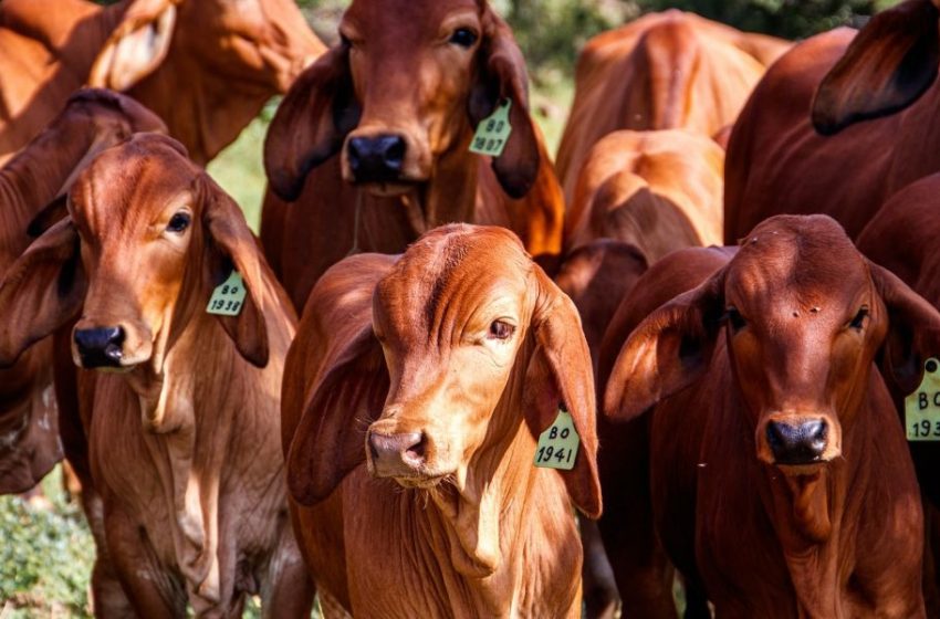  Intensifican cerco con Nuevo León para evitar ingreso de ganado enfermo