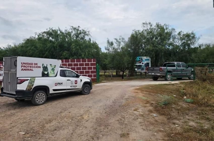  Se fuga tigre en Reynosa, y causa terror en colonias cercanas