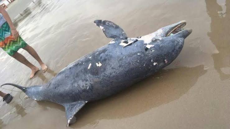  Encuentran muerto delfín nariz de botella en Playa Miramar