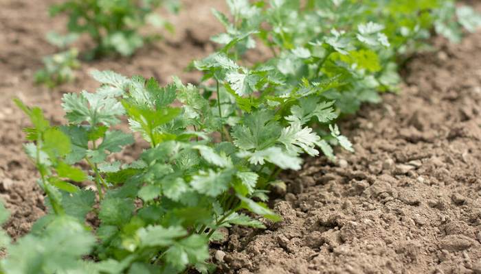  Cilantro:la hierba aromática que enriquece la salud y el sabor en la cocina