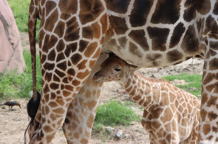  ¿Cómo le pondrías? Buscan nombre a jirafa bebé del Zoo de Tamatan