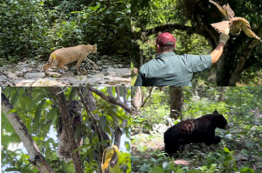  Liberan en El Cielo a fieras y aves atendidas en Tamatan