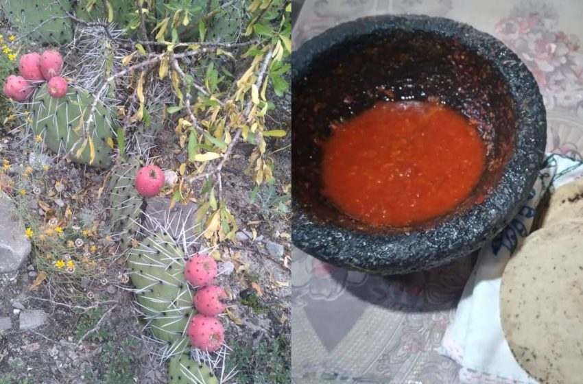  Descubre la Salsa con Tunas del Altiplano Tamaulipeco