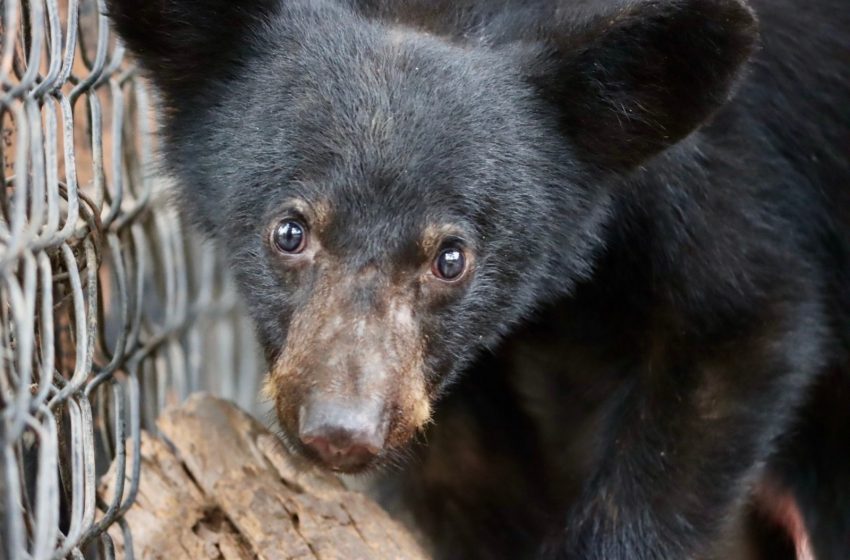  Familia de osos encontrada en Juan Capitán ahora vive en el zoológico de Tamatán