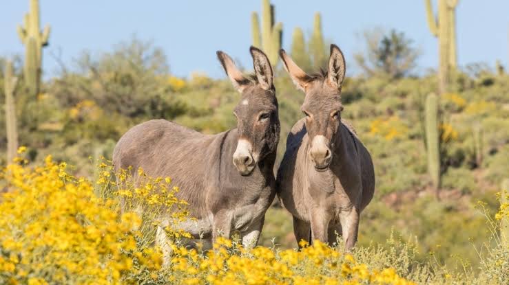  La Desaparición de los Burros en la Carretera de Miquihuana a Poblado Altamira: Un Silencio en el Camino