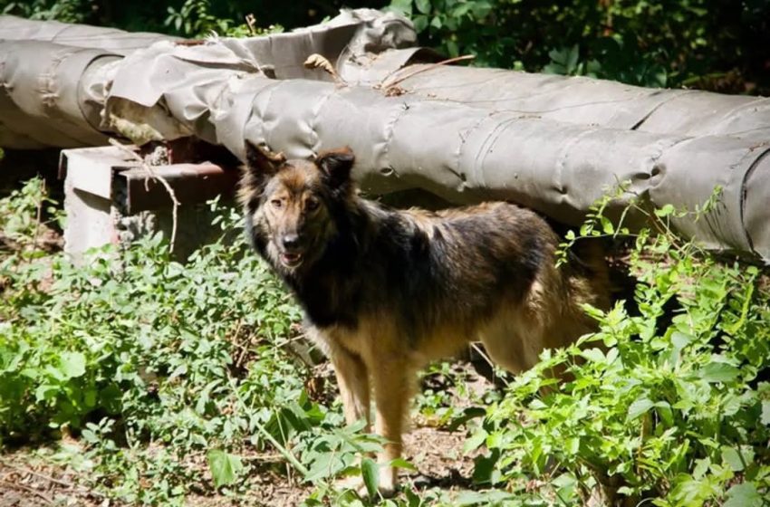  Los perros salvajes de Chernóbil que sobrevivieron a la radiación