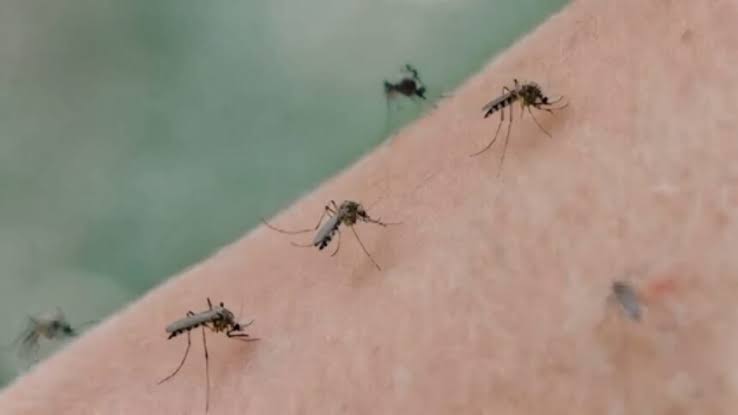  Llegada del frente frio exterminará a mosquitos