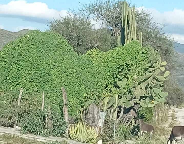  El chayotillo no deja desarrollar otras plantas