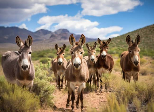  SOLO QUEDO LA AÑORANZA DE LOS BURROS.