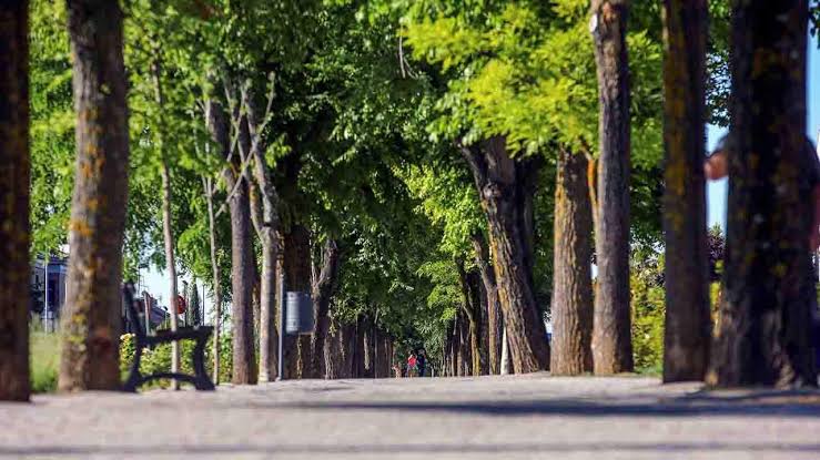  Se dispone Sindy a reforestar el municipio con 800 árboles